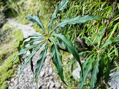 Arisaema consanguineum