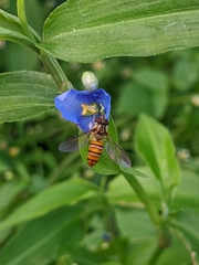 Episyrphus viridaureus