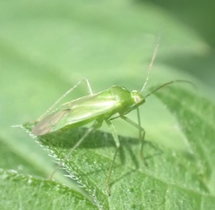 Lygocoris pabulinus
