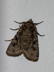 Amphipyra effusa