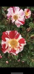 Rosa