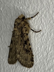 Amphipyra effusa