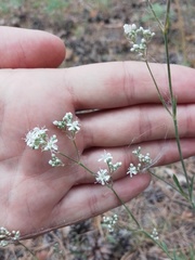 Gypsophila altissima