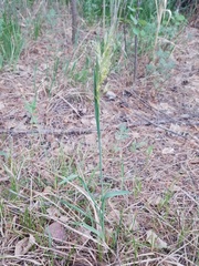 Helictochloa hookeri