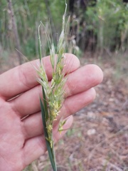 Helictochloa hookeri