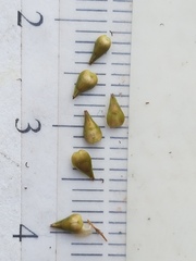 Carex wiegandii