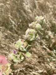 Pseudodictamnus acetabulosus