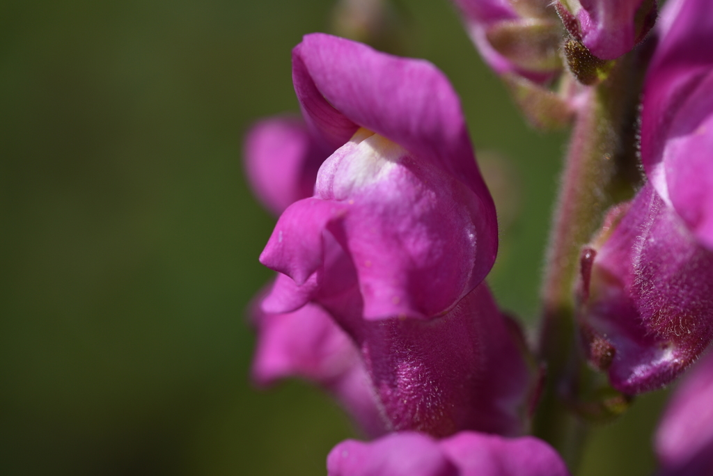 Antirrhinum majus
