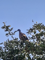 Columba palumbus