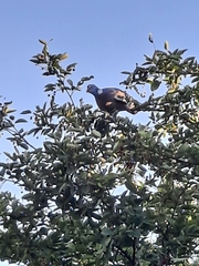 Columba palumbus