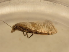 Cochylidia implicitana