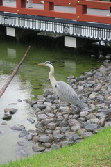 Ardea cinerea