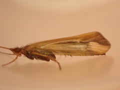 Limnephilus vittatus