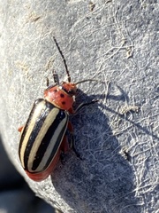 Disonycha latiovittata