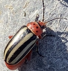 Disonycha latiovittata