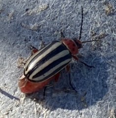 Disonycha latiovittata