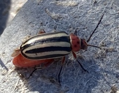 Disonycha latiovittata