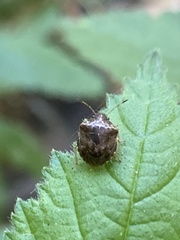 Cosmopepla intergressa