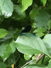 Calopteryx maculata