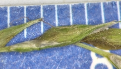 Carex debilis pubera