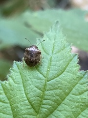 Cosmopepla intergressa