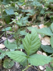 Cosmopepla intergressa