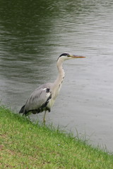 Ardea cinerea