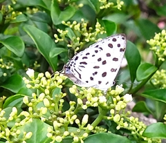 Tajuria maculata