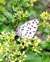 Tajuria maculata
