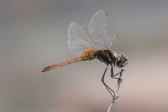 Macrodiplax