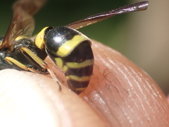 Symmorphus gracilis