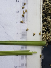 Carex wiegandii