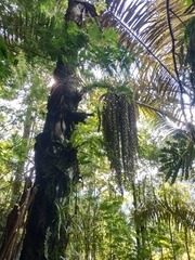 Arenga pinnata