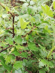 Ribes aciculare