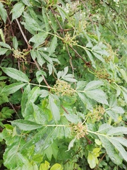 Sambucus sibirica