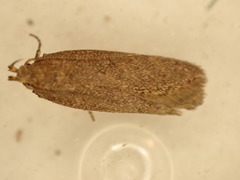 Bryotropha terrella