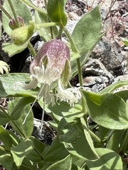 Silene campanulata