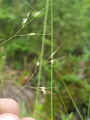 Piptatheropsis canadensis