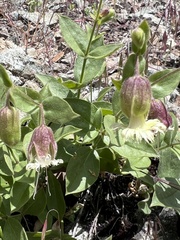 Silene campanulata