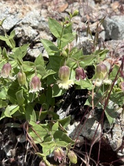 Silene campanulata
