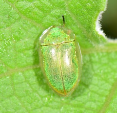 Enagria ovata