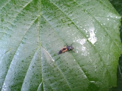 Harmonia axyridis