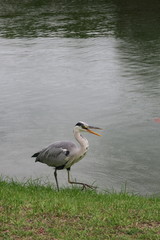 Ardea cinerea