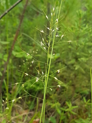 Piptatheropsis canadensis