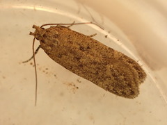 Bryotropha terrella