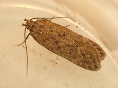 Bryotropha terrella