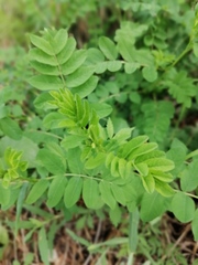 Astragalus glycyphyllos