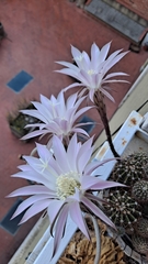 Echinopsis oxygona