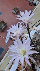 Echinopsis oxygona