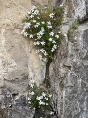 Phlox pulvinata